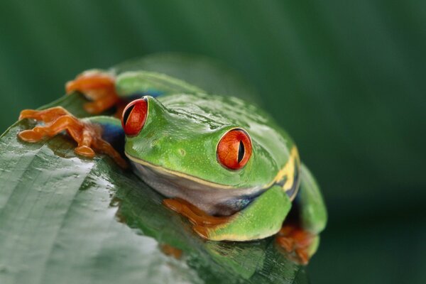 Grenouille verte avec des yeux rouges assis sur une feuille