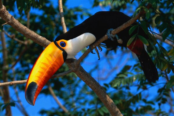 An exotic bird with a large bright beak