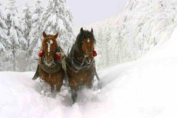 Los caballos llevan un carro a través de un bosque cubierto de nieve y derivas profundas
