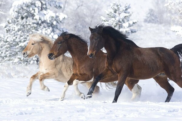 Pretty horses galloping in the snow