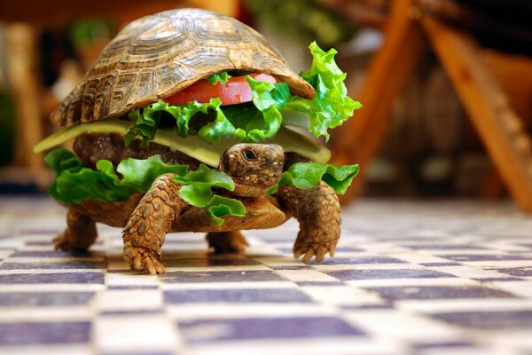 Humorous wallpaper. The Hamburger Turtle