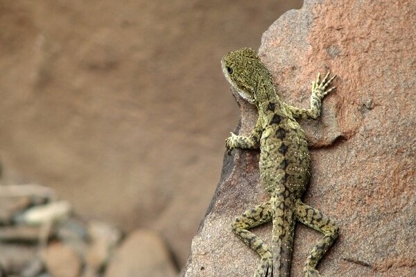 Lagarto australiano sentado en una piedra