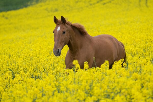 The stallion stands in a field of yellow flowers