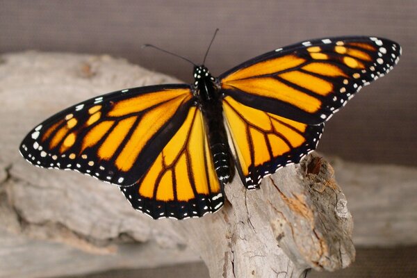 The beauty of a butterfly on a tree up close