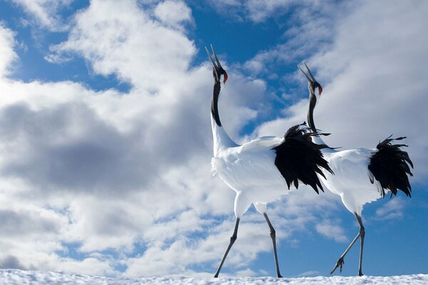 Aves con patas largas y cuellos