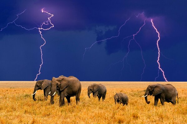 Elephants in the desert on the background of lightning