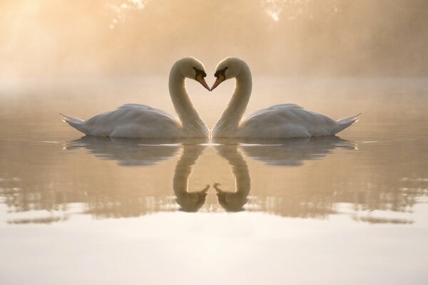 Swan couple on misty lake