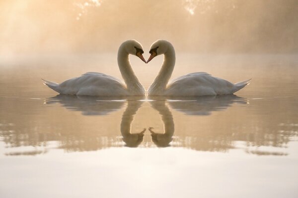 Лебединная пара на туманном озере