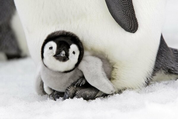 Pingouin-bébé dans la neige froide