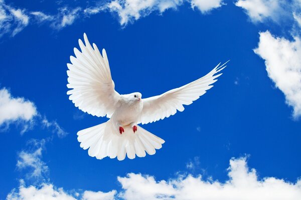 A white dove in a blue sky