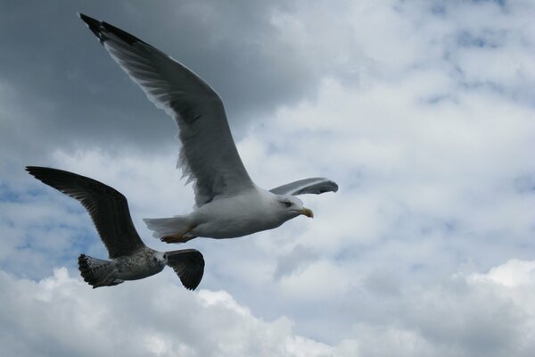 Vuelo de gaviotas en el cielo