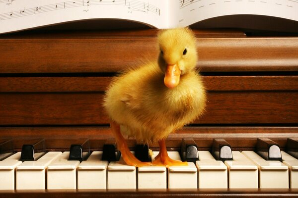 A red duckling sitting on the piano keys