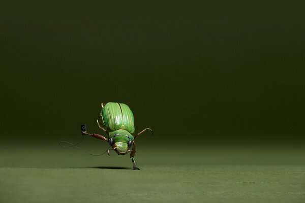 Tańczący na jednej łapie zielony chrząszcz