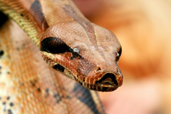 The head of a dangerous crouching boa constrictor