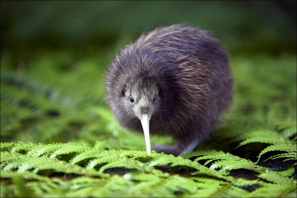 Petit oiseau Kiwi picore fougère