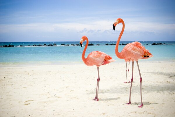 Zwei Flamingos schlendern am Strand entlang