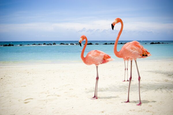 Two flamingos walking on the beach