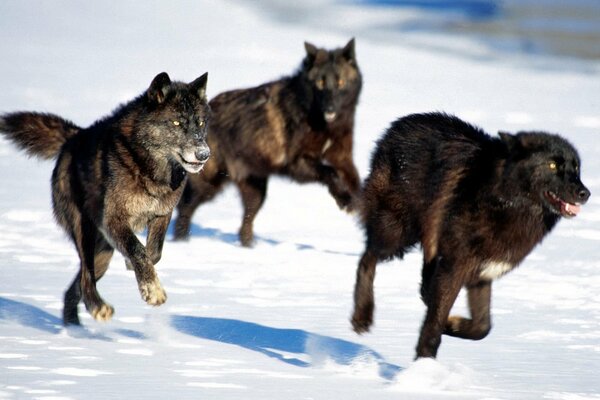 A pack of black wolves running through the snow