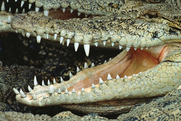 A crocodile that opened its mouth with sharp fangs