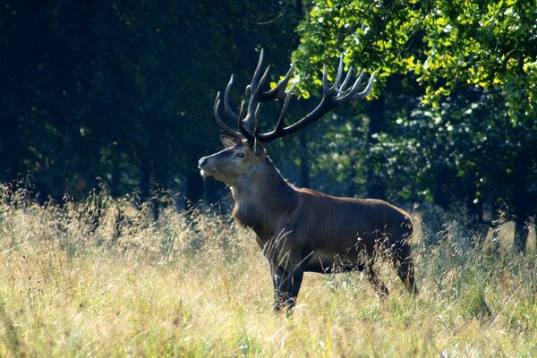 A deer in the forest looking into the distance