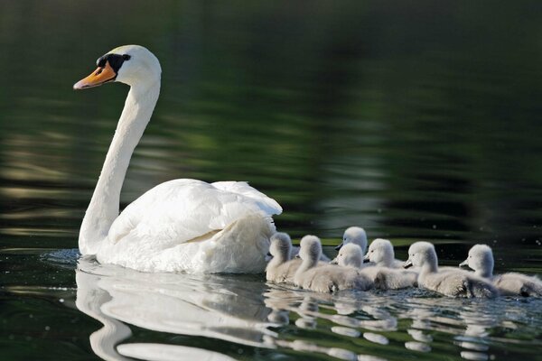 A white swan with a brood floats on the water