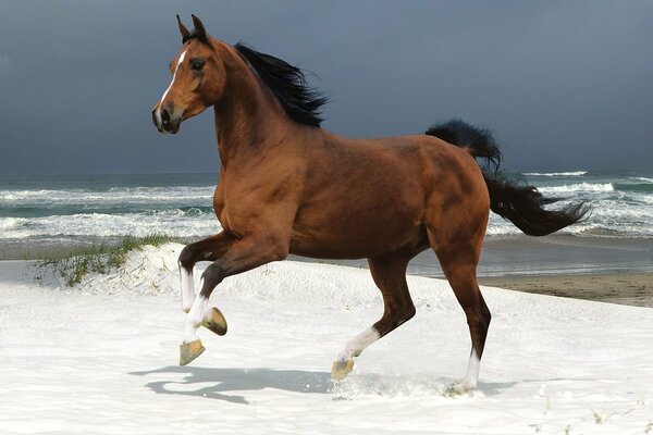 Ein Pferd, das an der Küste reitet
