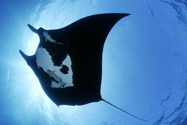 Underwater giants view from the depths