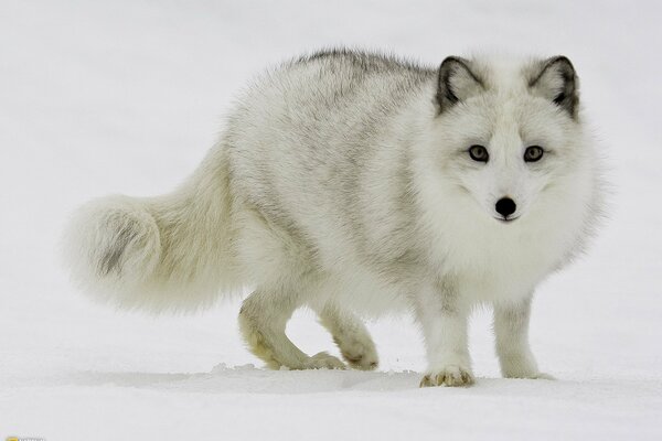 Beau, mignon renard Arctique se promène sur la neige blanche