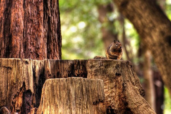 Waldleben eines Chipmunks