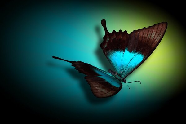 A bright butterfly with pale blue wings