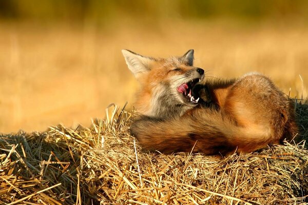 Gähnender Fuchs ruht auf dem Heu