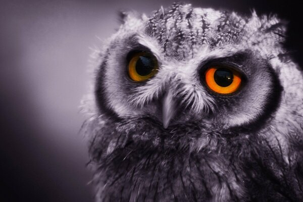 Owl up close with fiery eyes