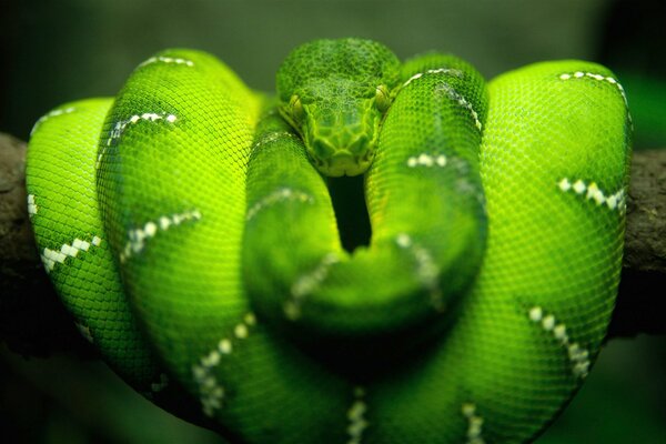 Serpiente verde en un árbol. Foto de la naturaleza