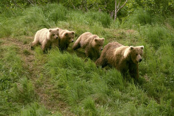 Cuatro osos caminando en la hierba por el bosque