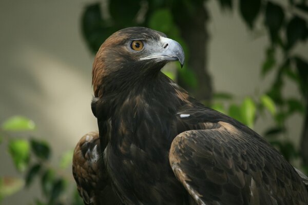 Águila de cerca. Vista del águila