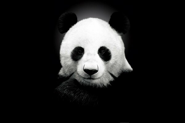 Hermoso oso Panda sobre fondo negro