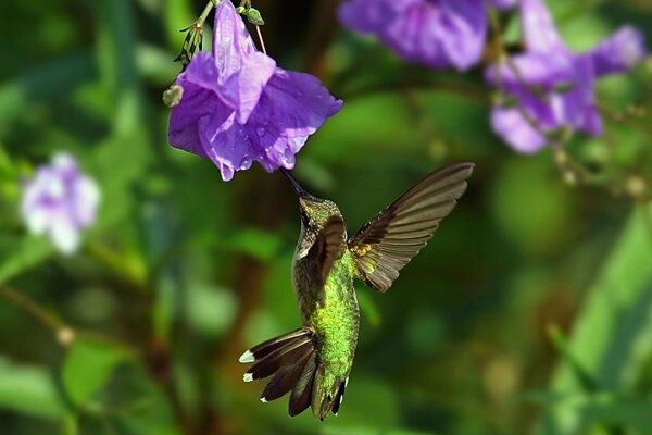 A hummingbird drinks the nectar of a flower