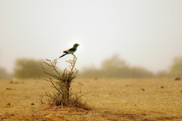 A bird sits on a bush in the desert