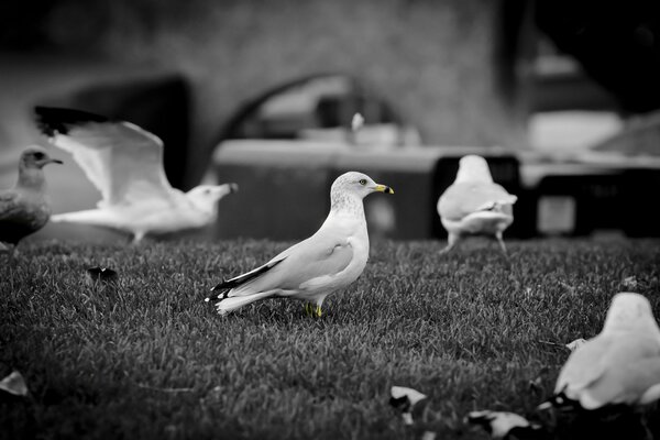 A black and white gull with a yellow beak on the sand