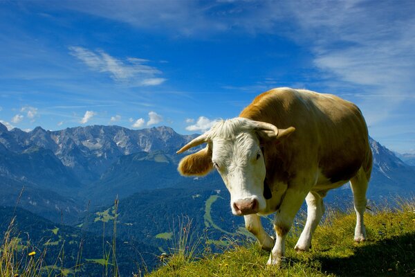Корова в горах, красивый вид