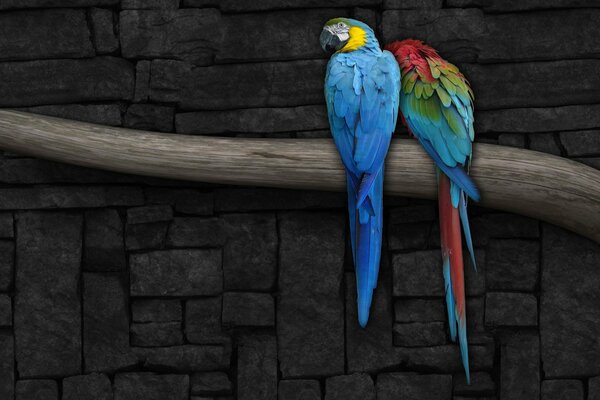 A pair of parrots on a branch