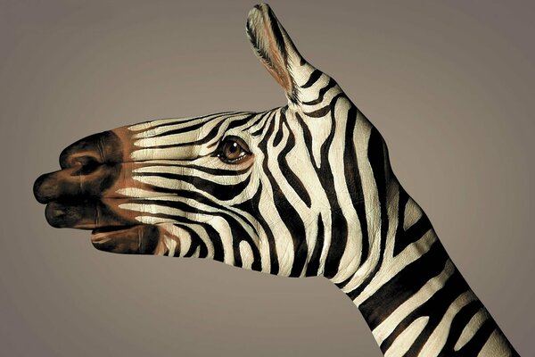 Mano zebra, strisce bianche e nere