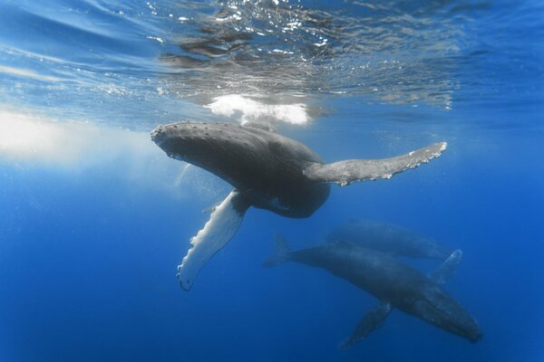 Wieloryby w głębinach błękitnego oceanu