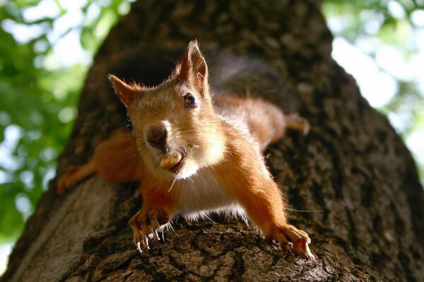 Eichhörnchen mit Nuss Nahaufnahme