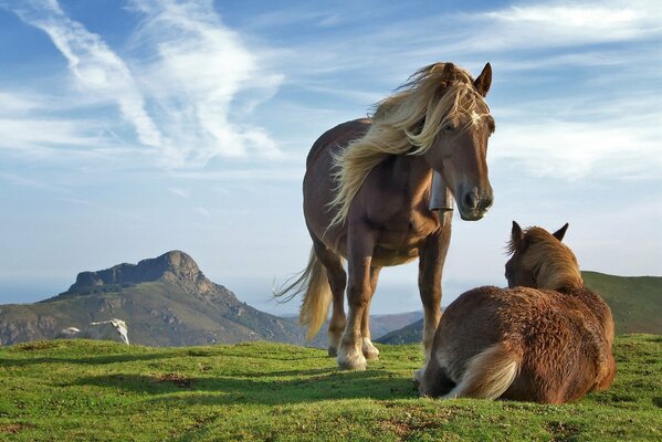 Пара лошадей на траве на фоне гор