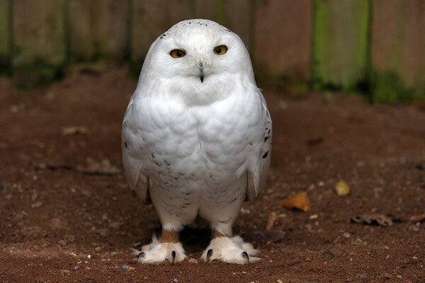 An owl, like from Harry Potter, looking straight