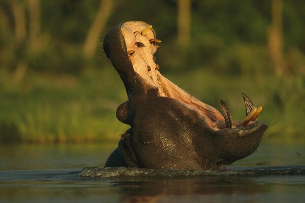 Bocca aperta di ippopotamo in natura