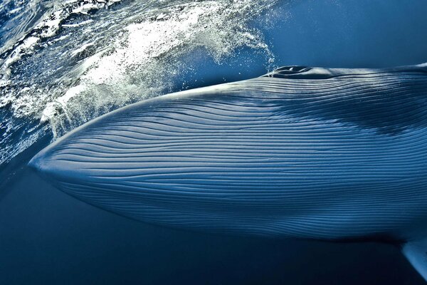 The whale releases a jet of water