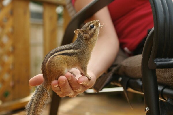 A chipmunk in his hand looking at a man