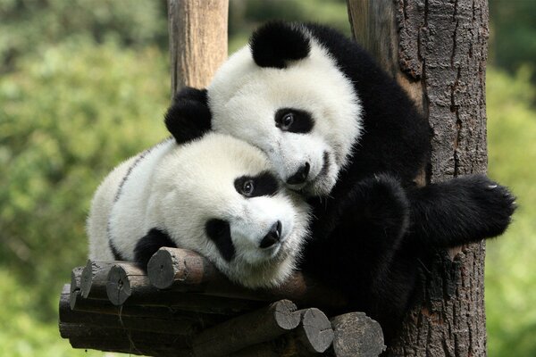 Simpatici panda che si rilassano sull albero